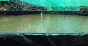 Nuôi cá lóc trong bể bạt có khung