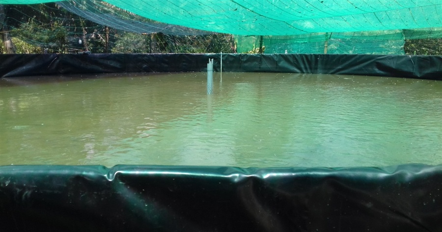 Nuôi cá lóc trong bể bạt có khung