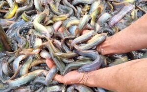 Nuôi cá trạch đồng bằng bạt lót hồ