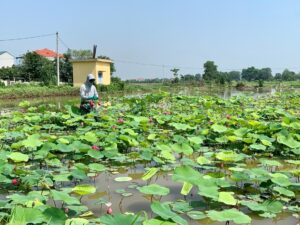 Bạt lót hồ sen HDPE
