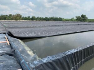 Nuôi tôm bằng bạt lót ao HDPE