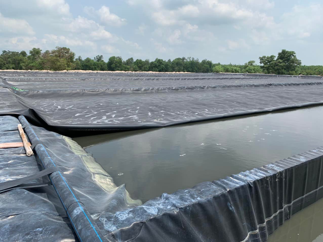 Nuôi tôm bằng bạt lót ao HDPE