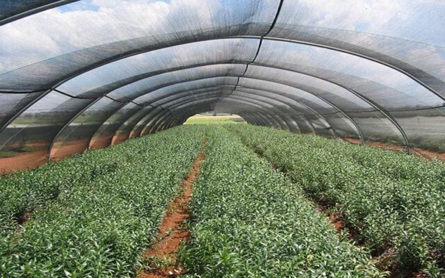 Lưới che nắng trong nông nghiệp mang lại nhiều lợi ích