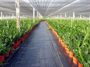 Lưới che nắng Thái Lan màu đen độ cắt nắng 50%