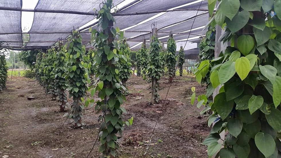 Lưới che nắng Thái Lan che phủ nông nghiệp