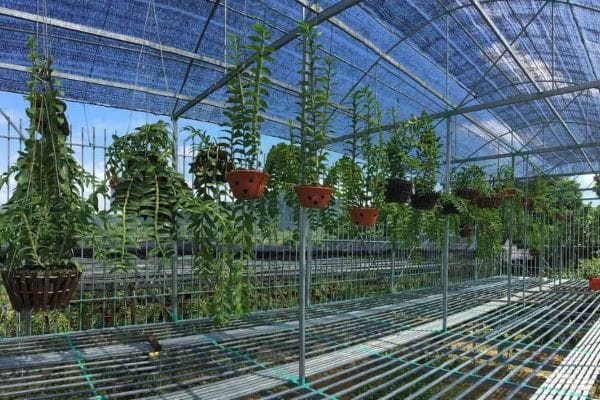 Lưới che nắng trồng lan