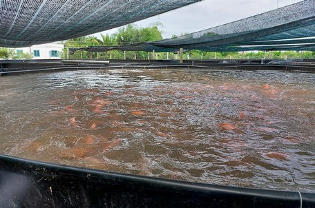Bể bạt nuôi cá có khung